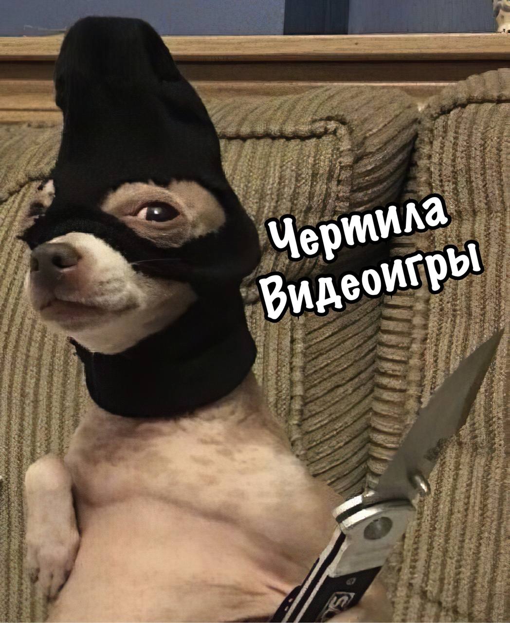 Чихуахуа угарные