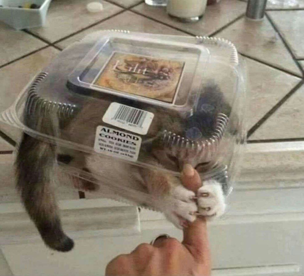 Котенок шаурма