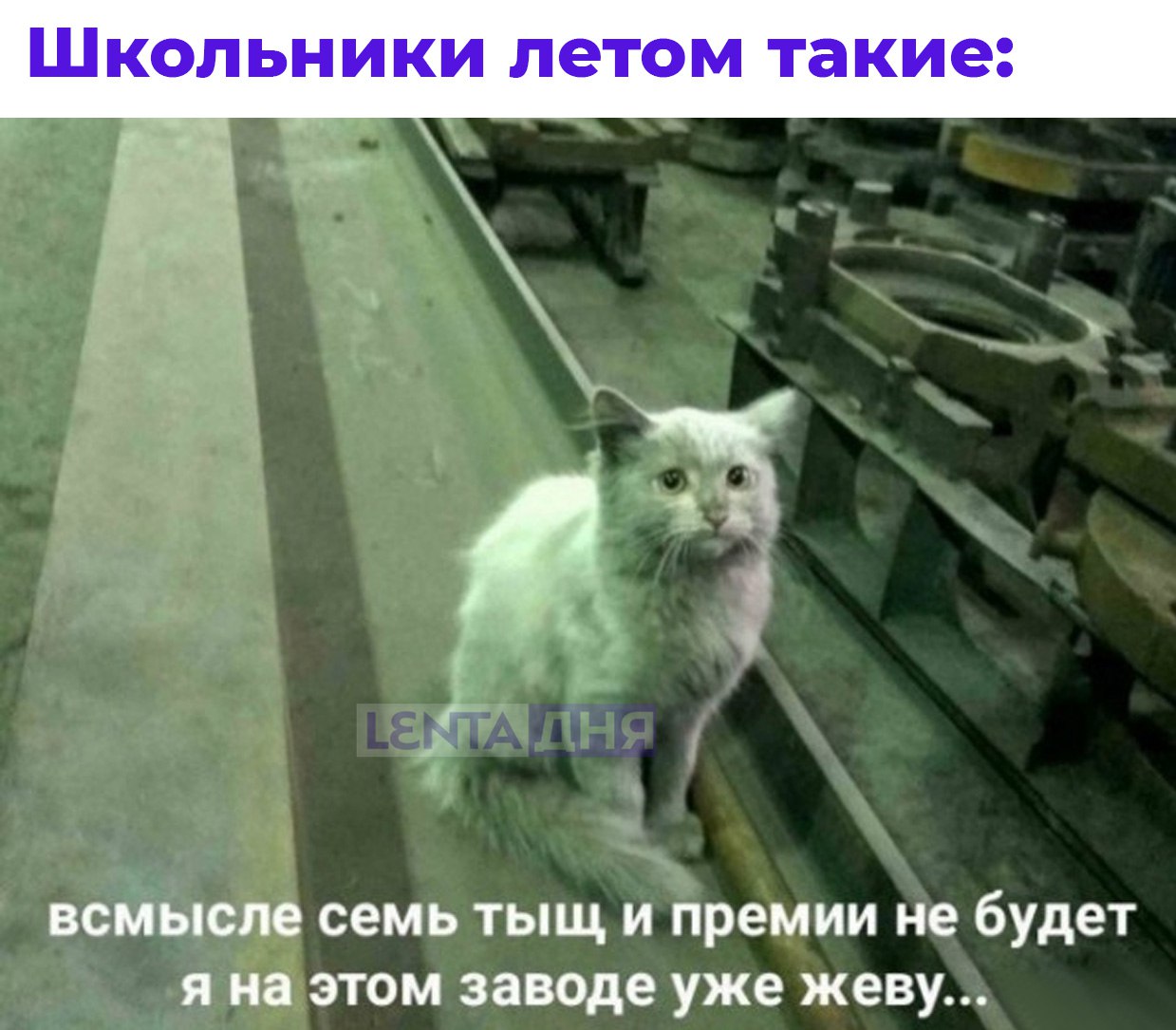 Котик на заводе мем