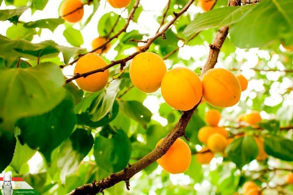 Урюк дерево. Абрикос на ветке. Абрикос лескоре. Плодовые деревья абрикос. Сентябрь абрикос.
