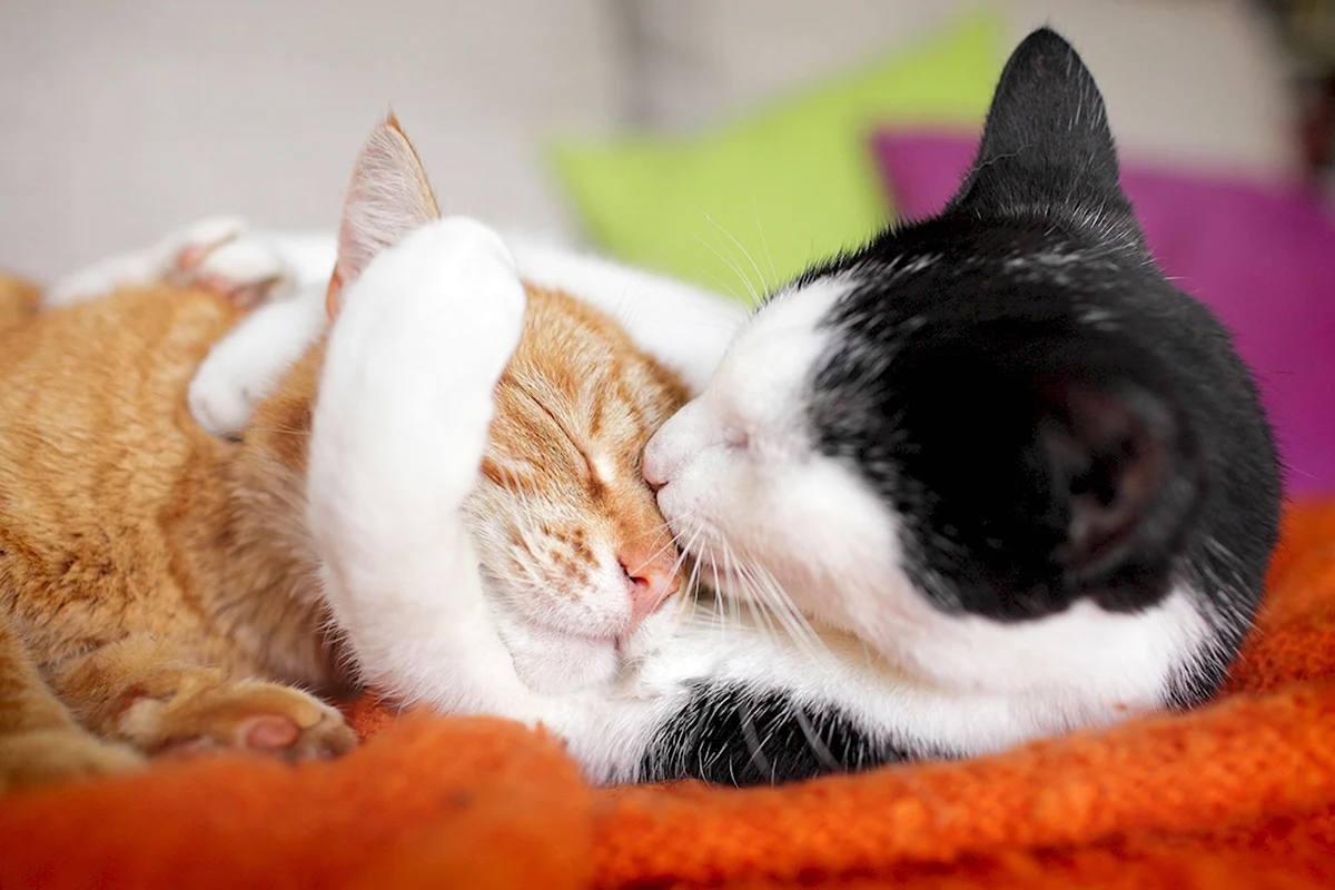 Котята обнимаются