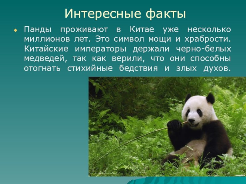 Интересные факты о панде из красной книги. Панда описание для детей. Факты о большой панде. Интересное о пандах для детей. Факты о пандах для детей.