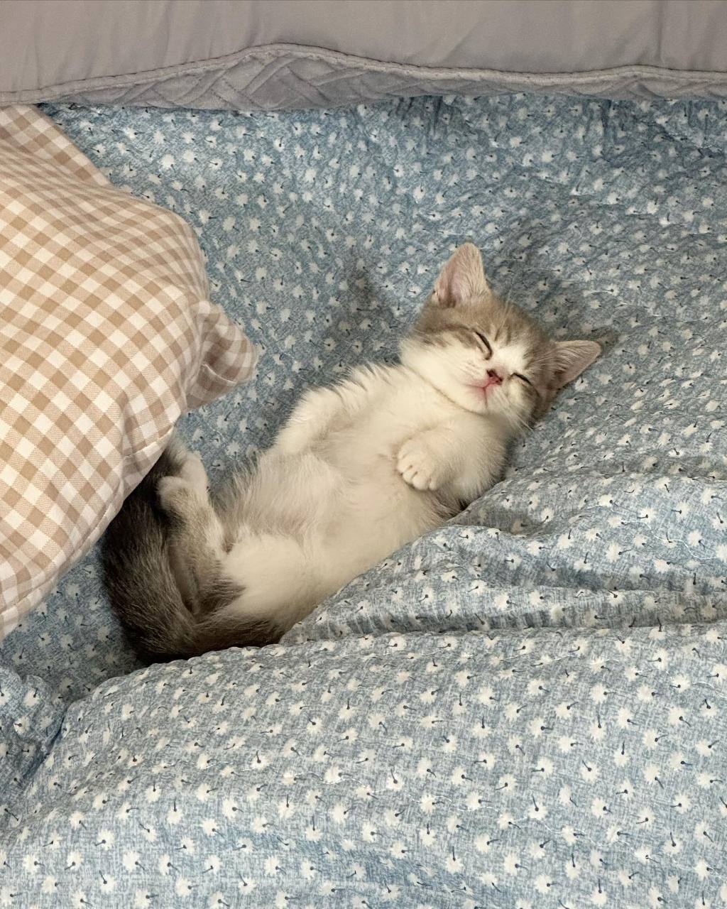 Спокойной ночи котик мем