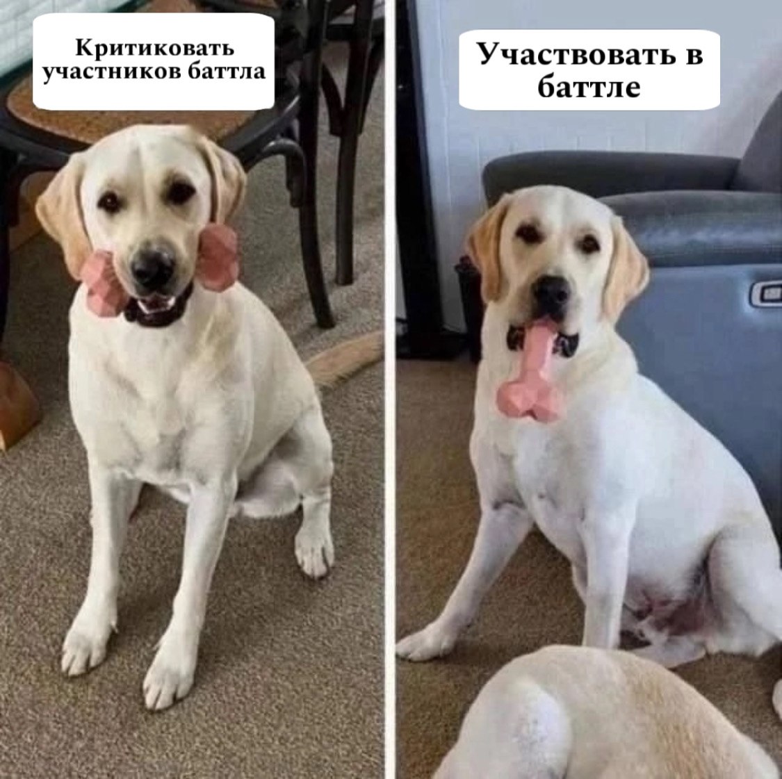 Лабрадор мем. Мемы про лабрадоров. Лабрадор мемы и приколы