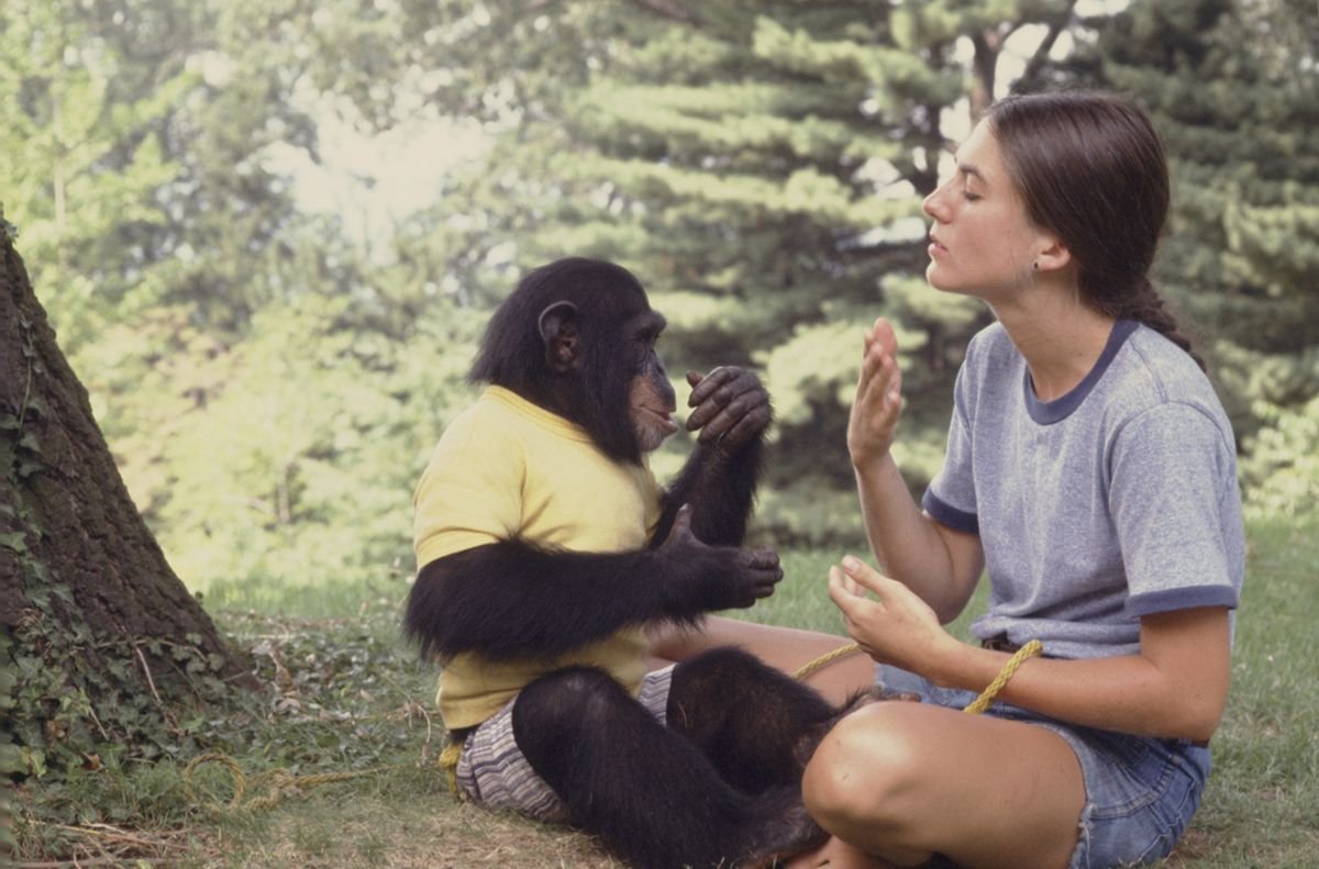 Monkey humans. Шимпанзе Уошо. Горилла Уошо. Аллен и Беатрис Гарднер и шимпанзе Уошо. Беатрис Гарднер.