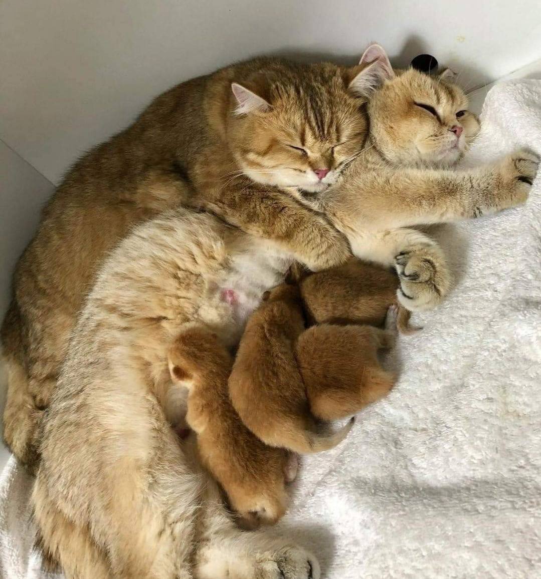 Кошачья семья