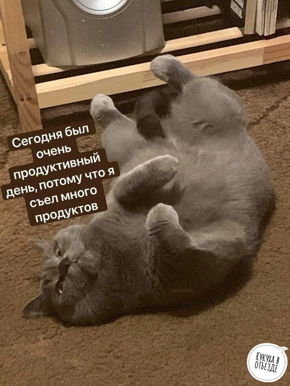 Все потому что я очень красивый. Все потому что я очень красивый. Субботний котик. Сегодня был очень продуктивный день. Ленивец сид мем.