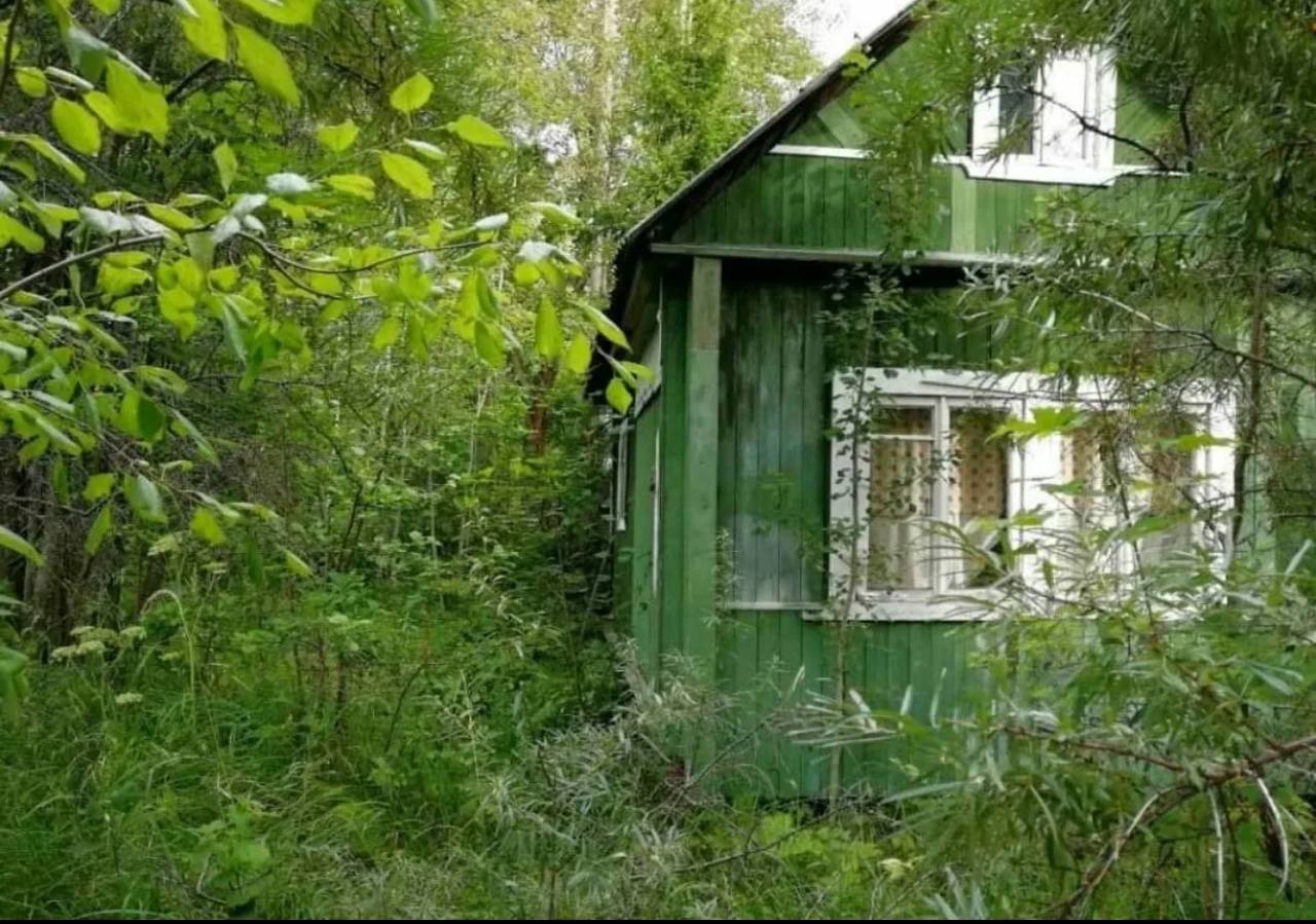 Снт арония. Снт рябина. Арония черноплодная живая изгородь. Снт арония тверская. Снт арония.