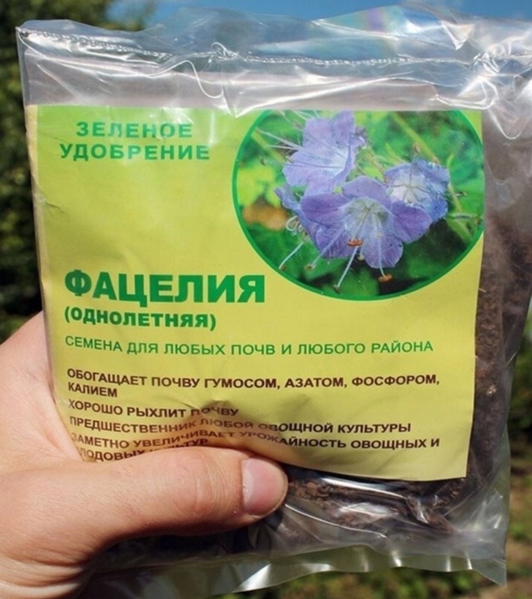 Фацелия пижмолистная радуга. Сидераты цветы фацелия. Фацелия сиреневая дымка. Фацелия пижмолистная phacelia tanacetifolia. Фацелия в ландшафтном дизайне.